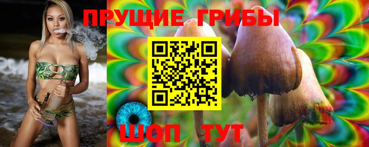 Псилоцибиновые грибы Psilocybe Элиста
